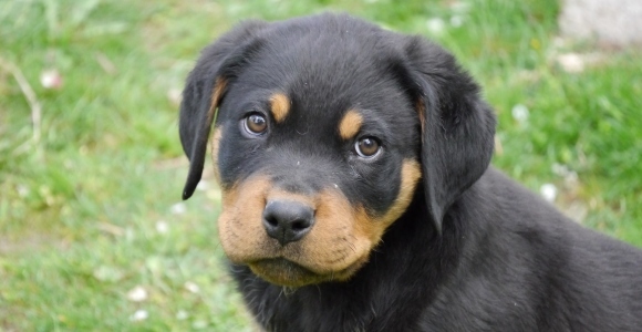 #pb_slideshow_caption-1-3 Discover Puppy Biting Training