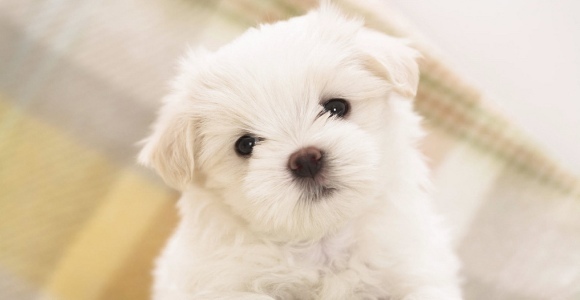 #pb_slideshow_caption-1-4 Learn New Puppy Training Tips